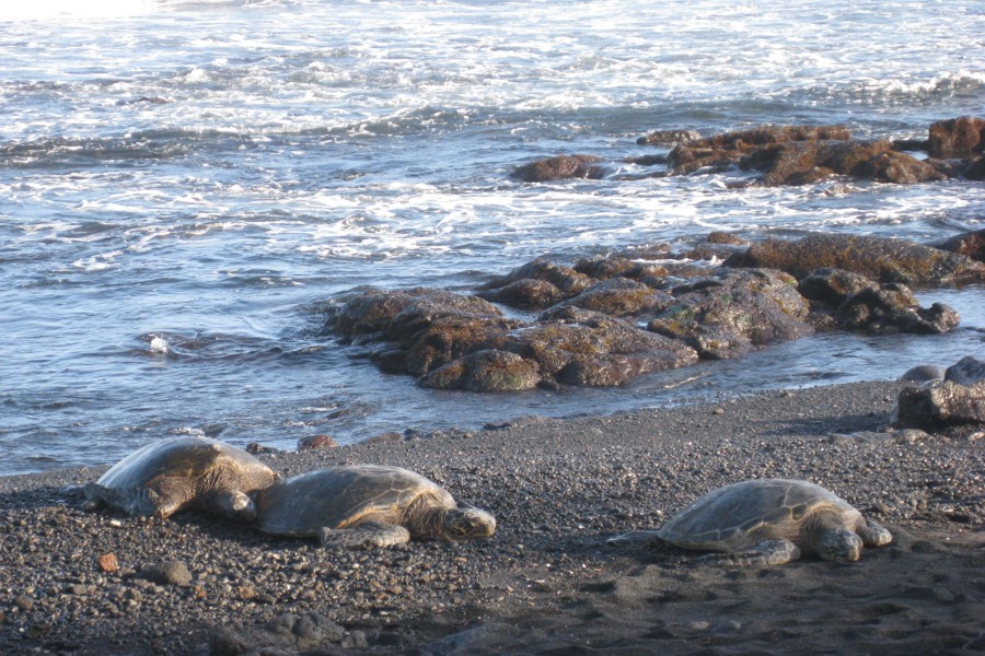 ../image/punaluu black sand beach sea turtles 2.jpg